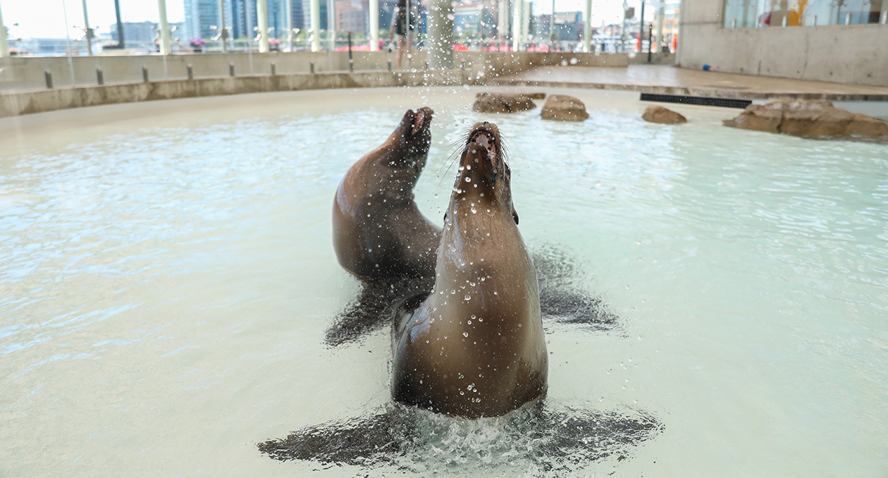 California Sea Lions vocalize