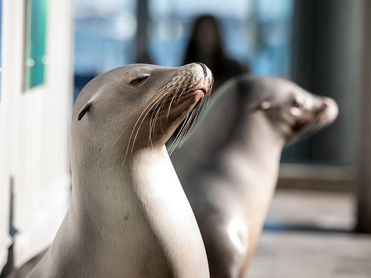 California Sea Lions Zoe and Sierra