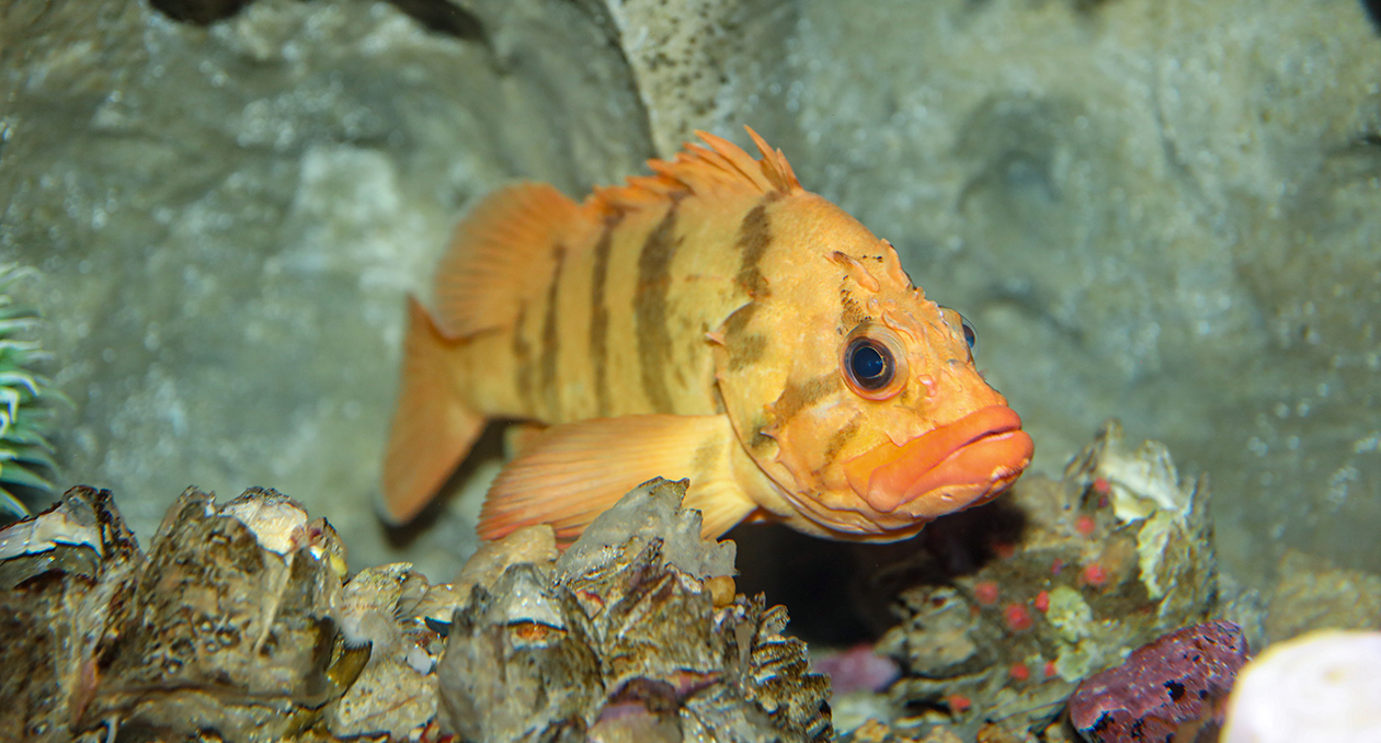 Tiger rockfish