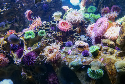 Olympic Coast Sanctuary exhibit at the New England Aquarium