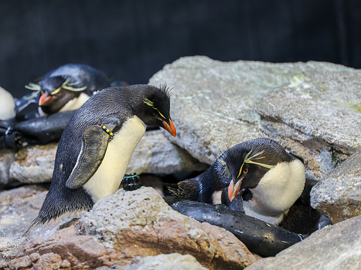 Southern rockhopper penguin pair during nesting season