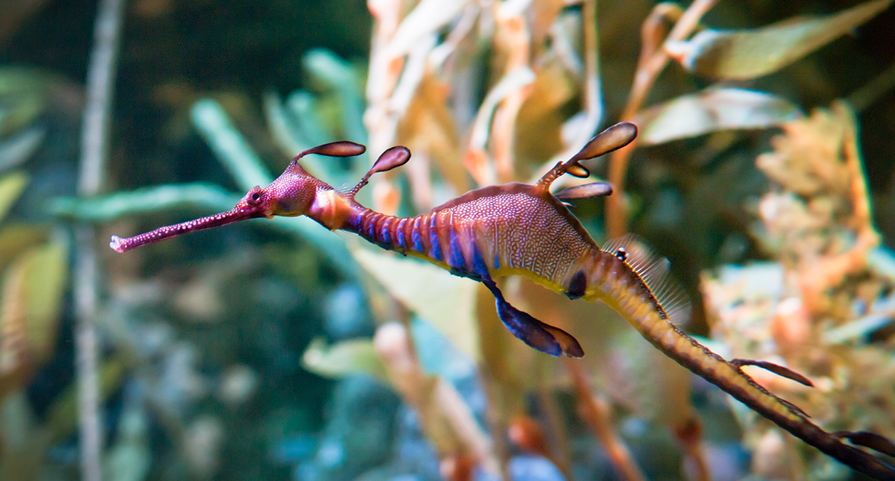 Weedy seadragon