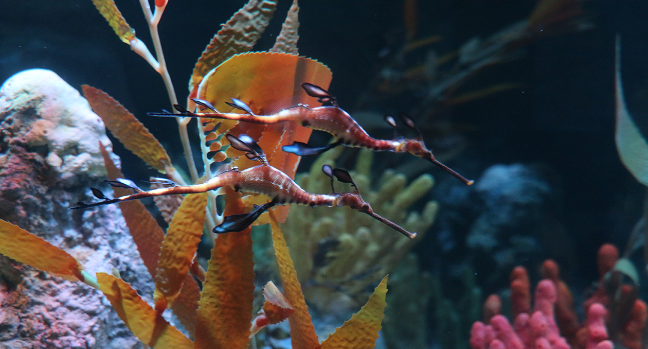 A pair of weedy seadragons