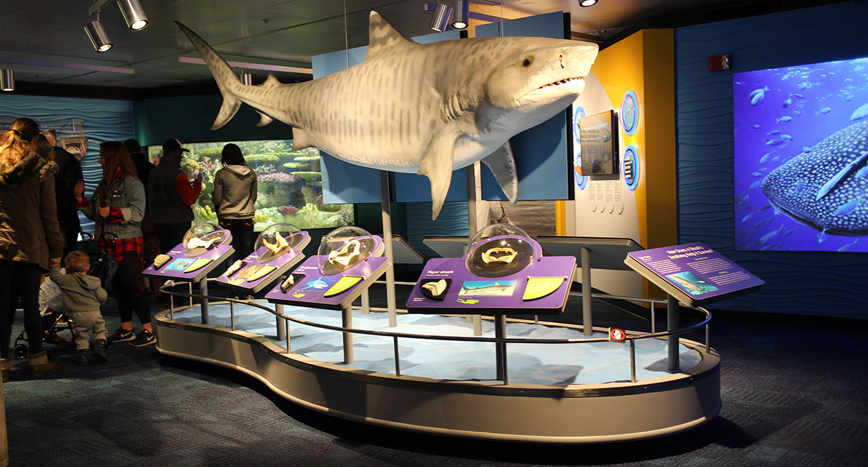 Science of Sharks - New England Aquarium