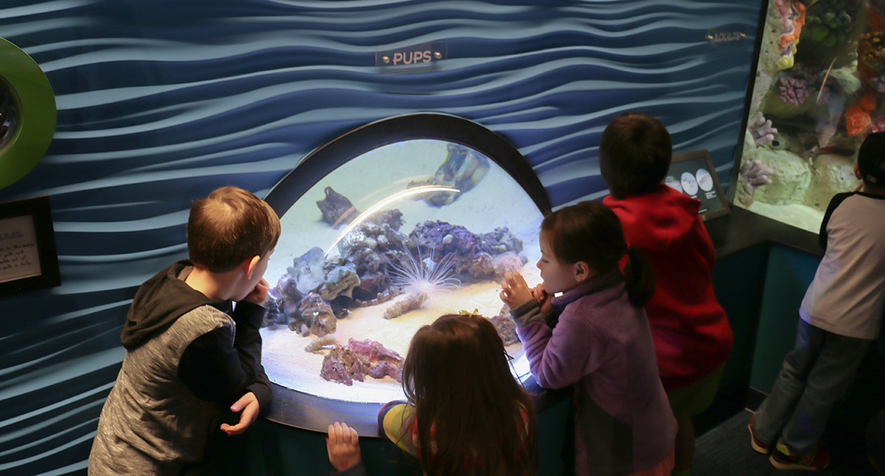 Shark pups on exhibit in the Science of Sharks