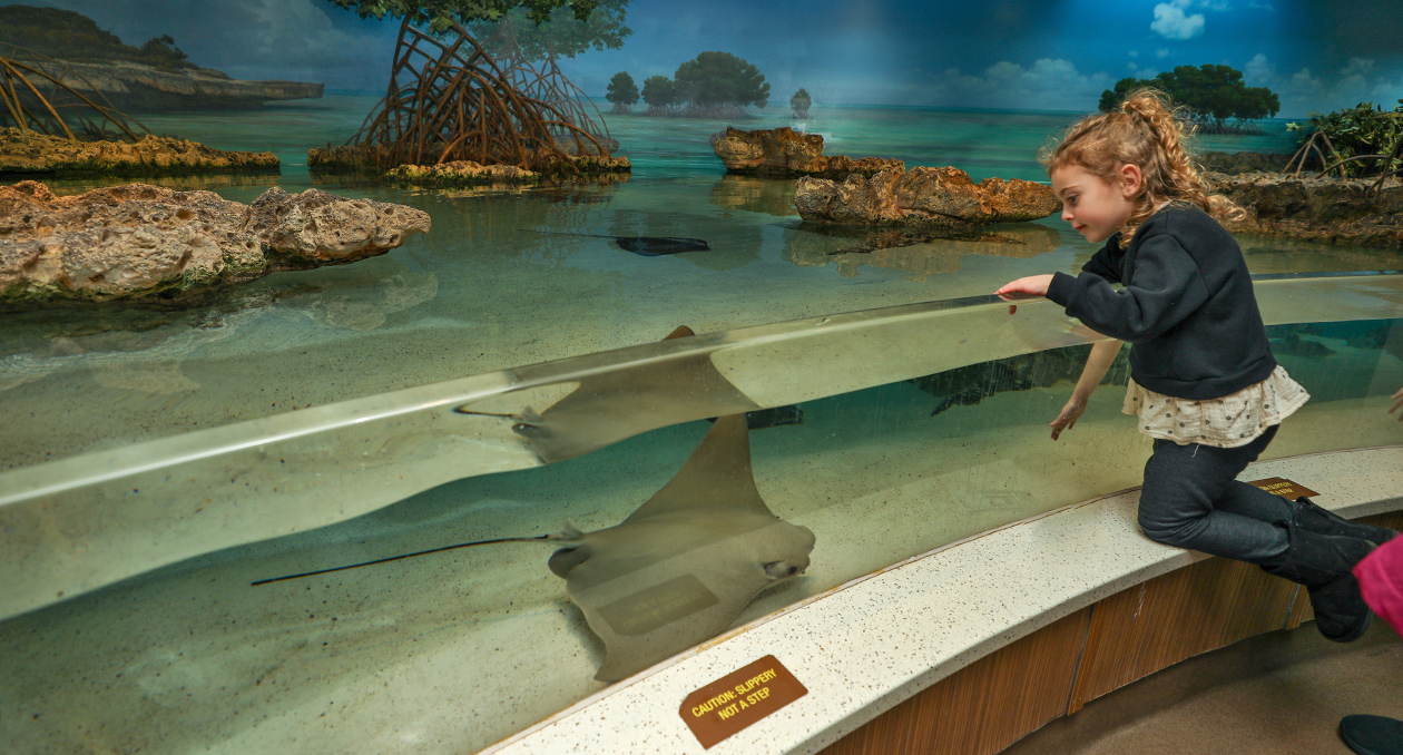 A guest gets ready to touch a cownose ray