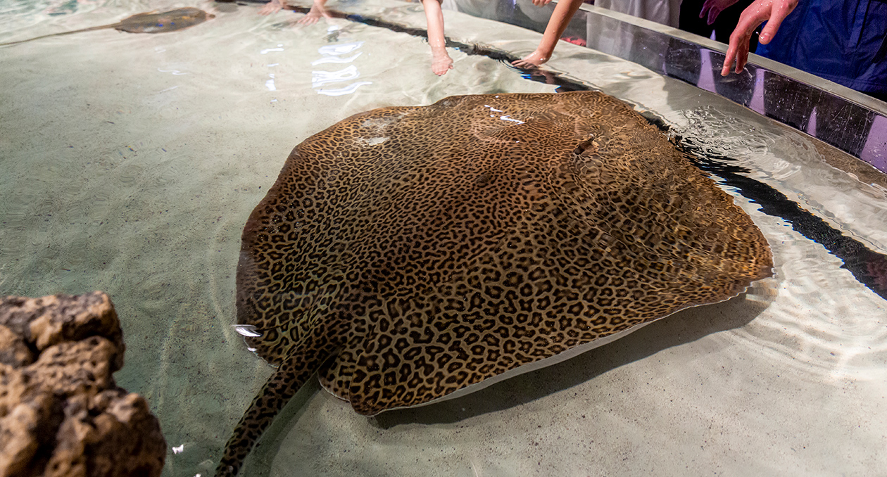 Leopard Whiptail Ray