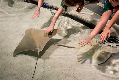 Shark and Ray Touch Tank