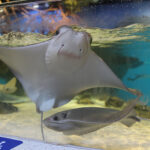 Cownose ray