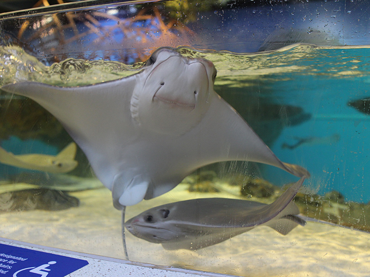 Cownose ray