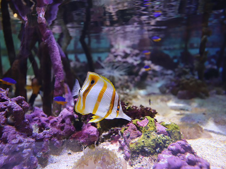 A copperband butterfly fish swims among the roots of a mangrove tree