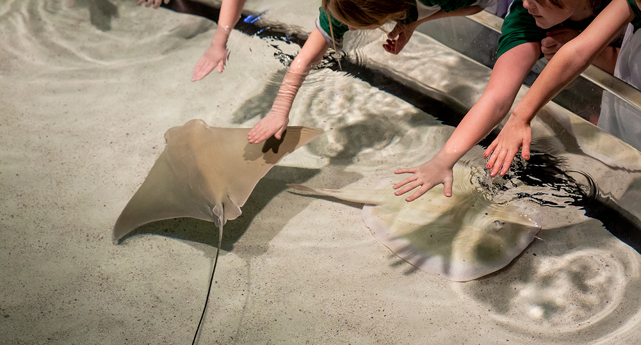 Shark and Ray Touch Tank