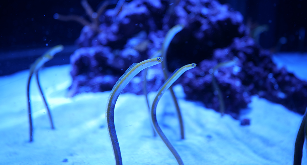 Garden eels