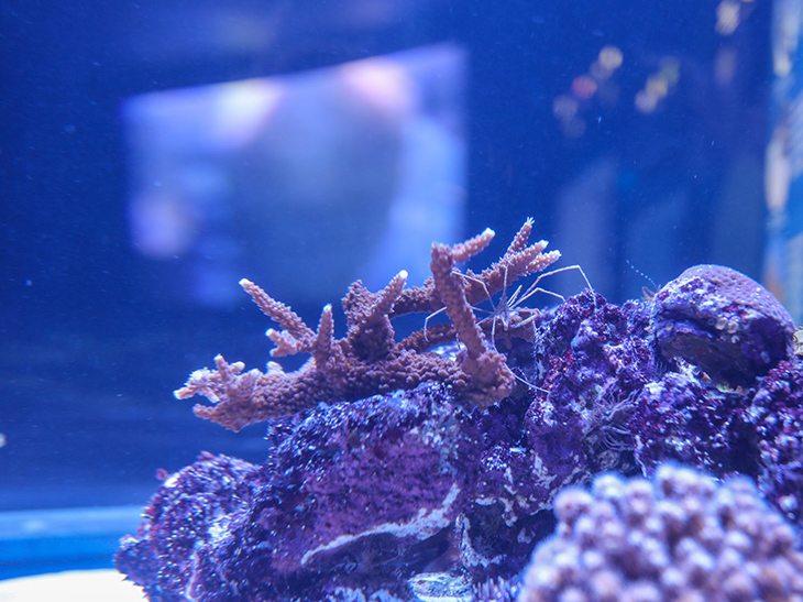 Staghorn coral in the garden eel exhibit at the New England Aquarium