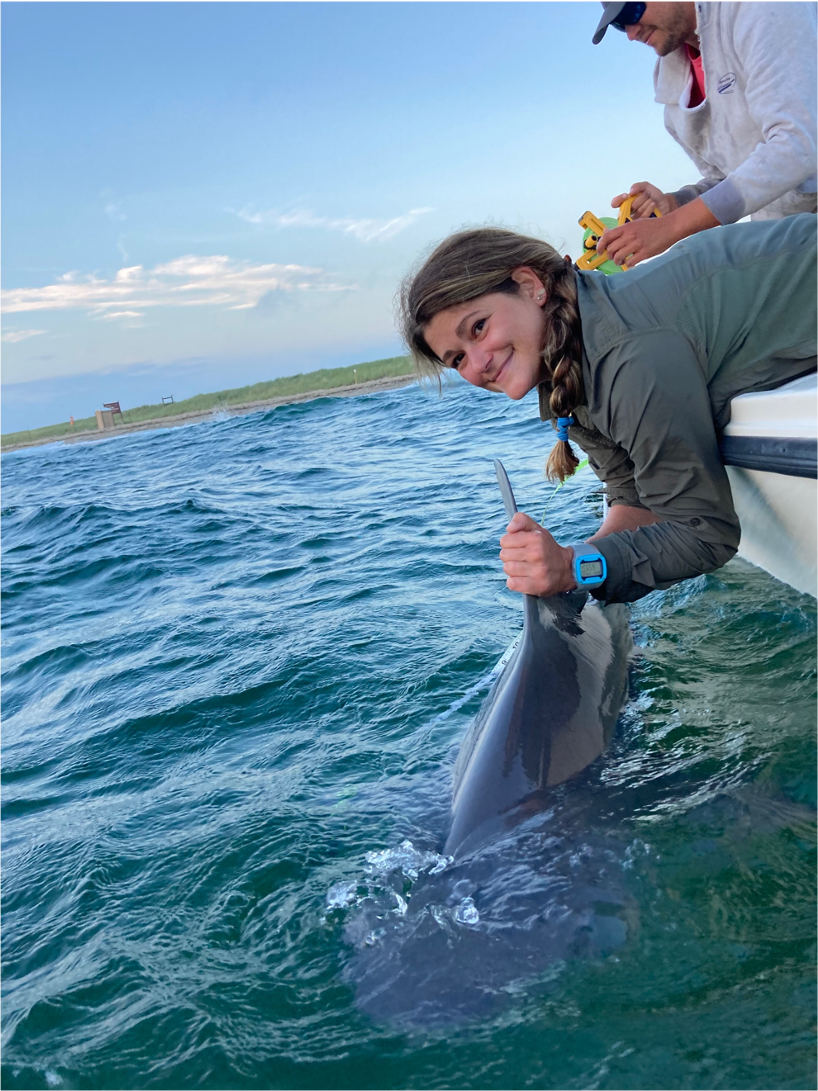 Sandbar Sharks Around Nantucket I Know What They Did Last Summer New