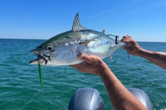 Tagging False Albacore in Nantucket Sound