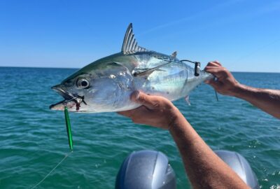 Tagging False Albacore in Nantucket Sound