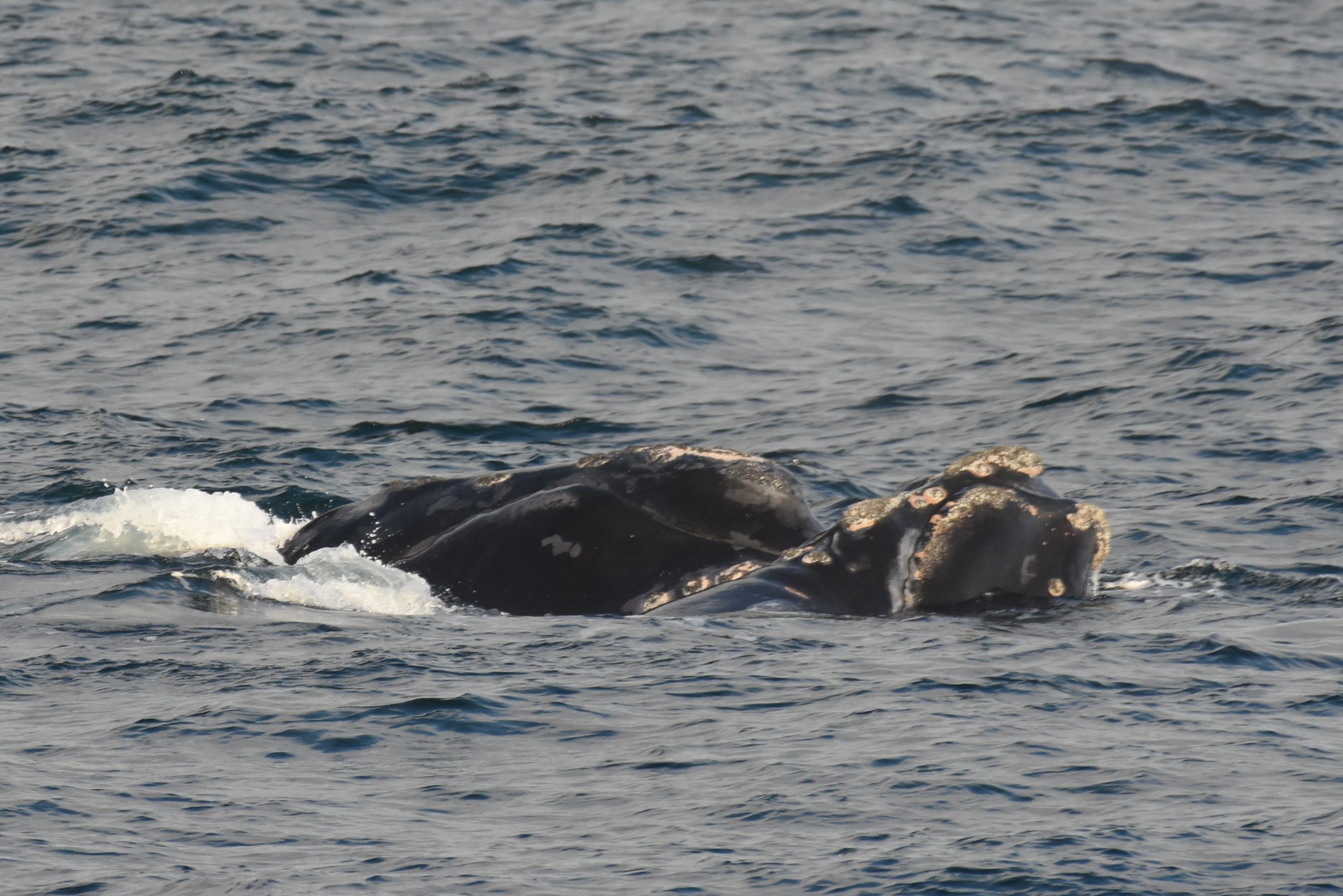 right whale