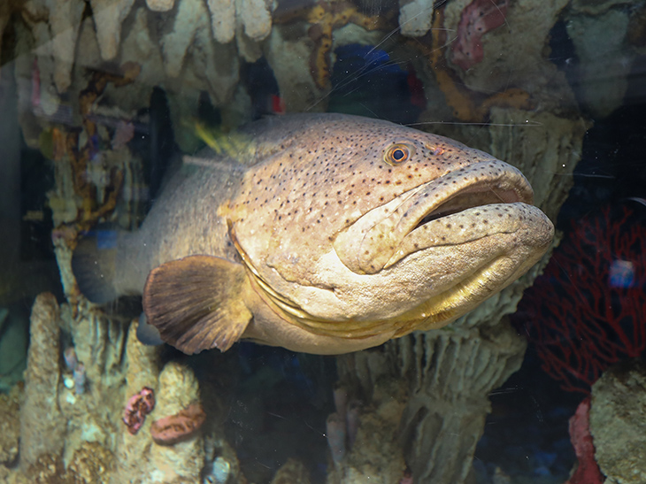 Goliath grouper