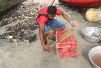 A person in an orange shirt crouching down to measure a guitarfish with a measuring tape