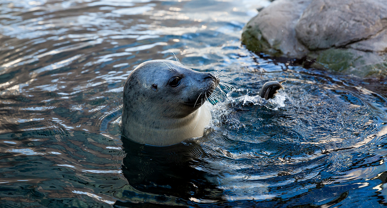 Atlantic Harbor Seal