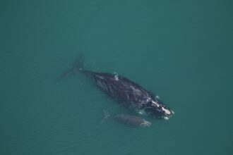 2022–2023 North Atlantic Right Whale Mother and Calf Pairs