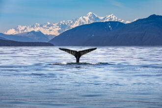 a whale's tail comes up out of the water's surface