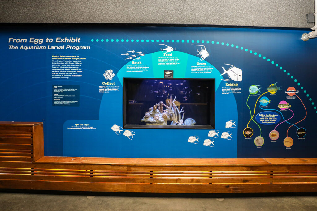 Larval fish exhibit in our Blue Planet Action Center