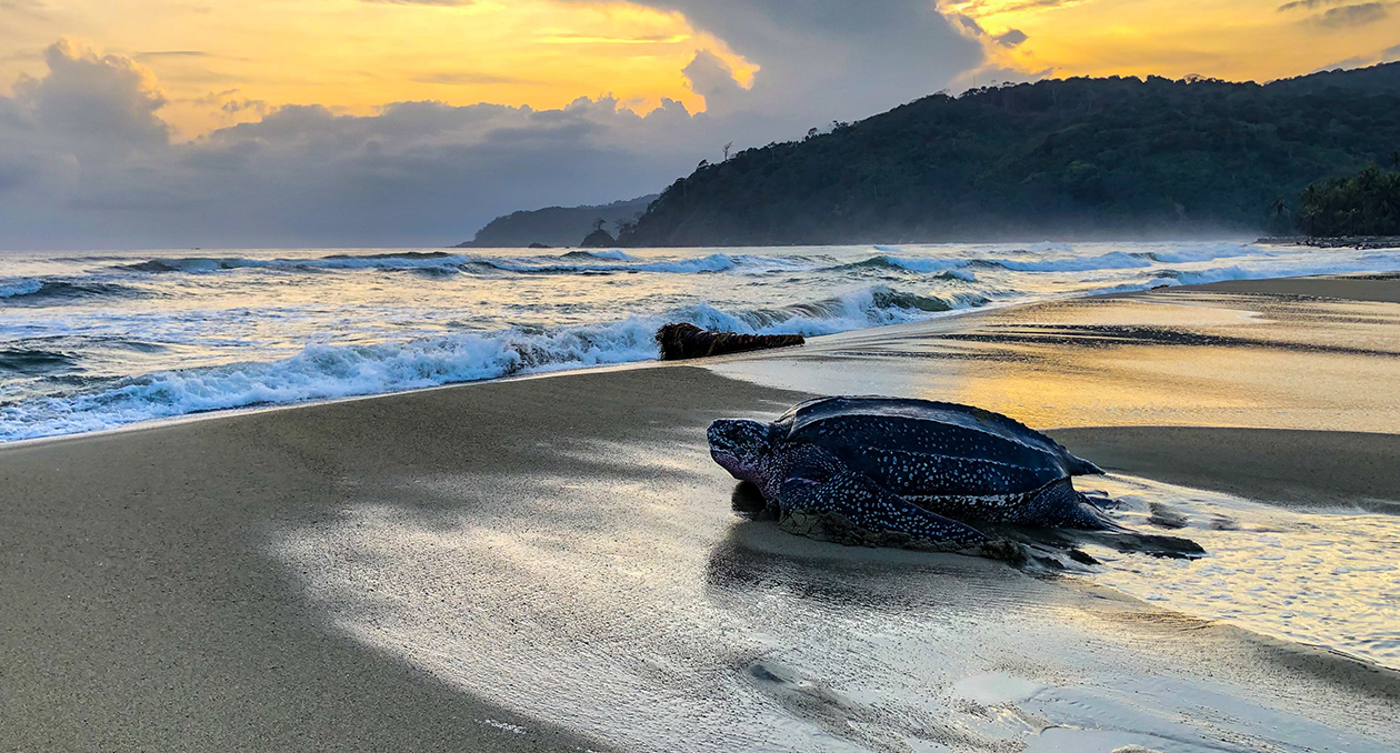 Leatherback turtle on a beach in Panama