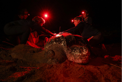 Collaborating and Advising