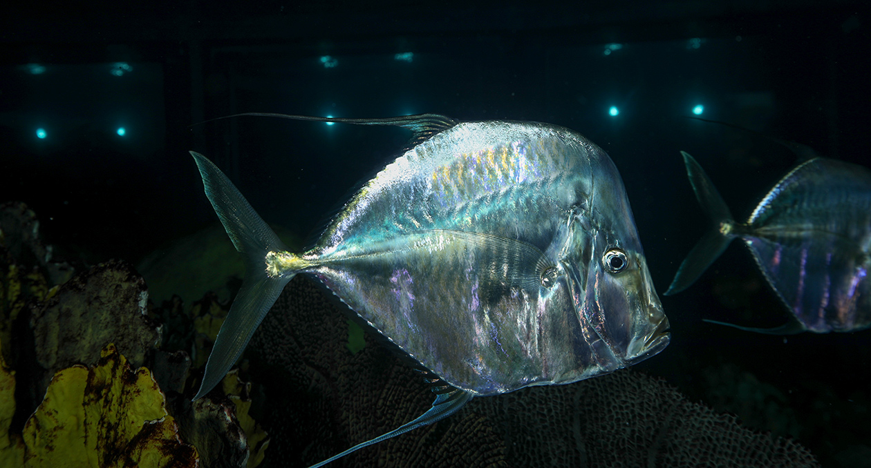 A lookdown in the Giant Ocean Tank at the New England Aquarium