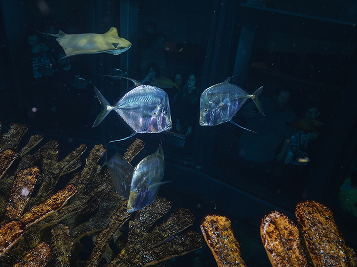 Lookdowns swimming on exhibit at the Aquarium