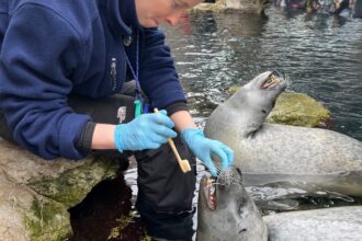 With High-Quality Care, Our Harbor Seals are Outliving Expectations