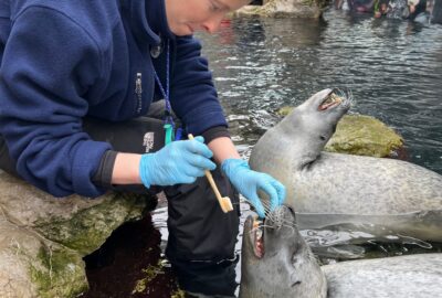 With High-Quality Care, Our Harbor Seals are Outliving Expectations