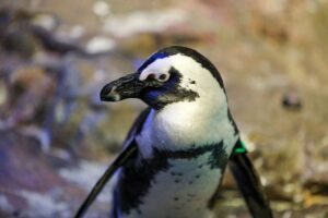 Lambert hatched at the Aquarium in 1992. He wears a green band on his left wing.