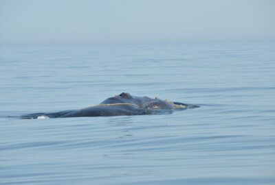 right whale with single rope draped over its back