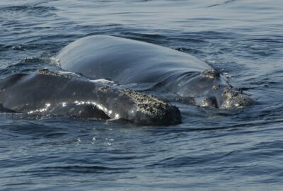 A Tiny Piece of Whale Blubber Leads to Big Results
