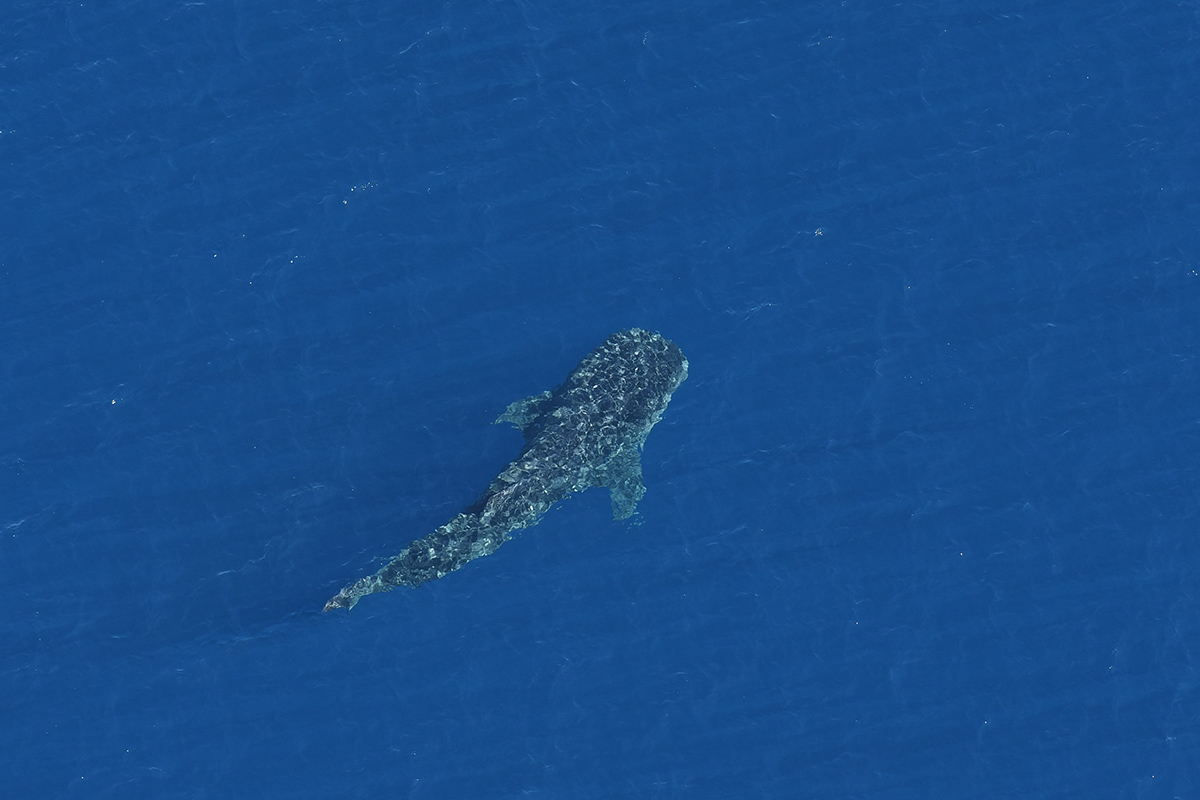 whale shark