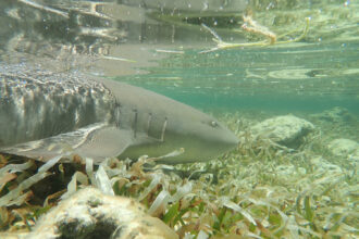 Three Decades in the Dry Tortugas