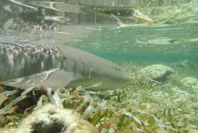 Three Decades in the Dry Tortugas