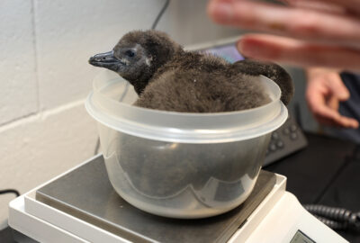 Penguin chick weigh-in