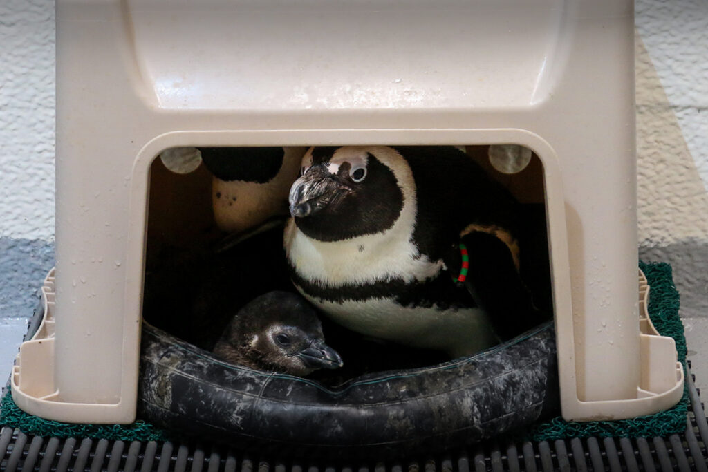 Penguin chick with its parents behind the scenes in the Aquarium