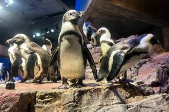 African penguins at the New England Aquarium