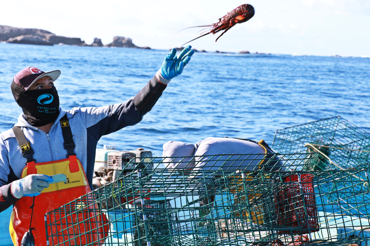 El proyecto REDUSE-II recupera 18 toneladas de redes de pesca para