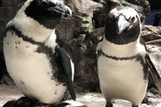 Penguin Awareness Day: Meet Some Penguins