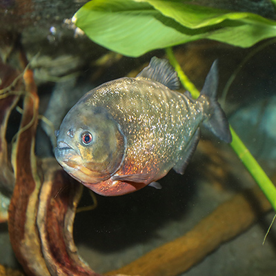 Red-bellied Piranha