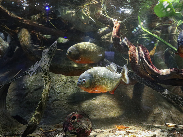 Red-bellied piranhas