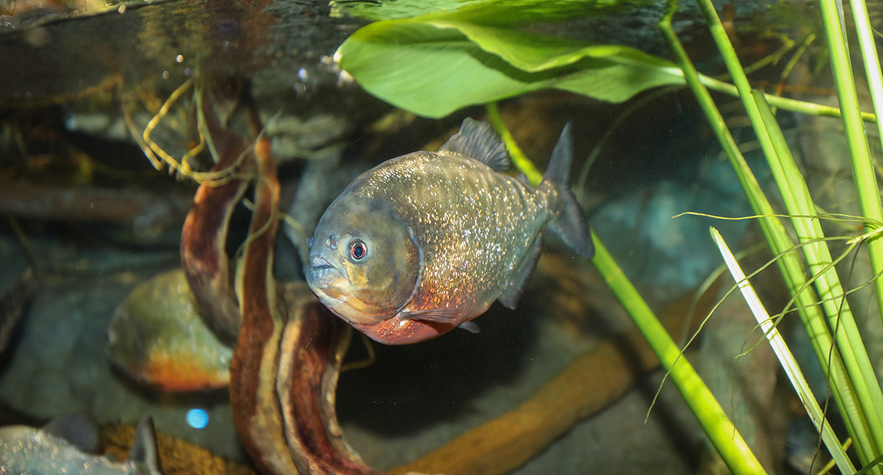 Red-bellied Piranha at the New England Aquarium