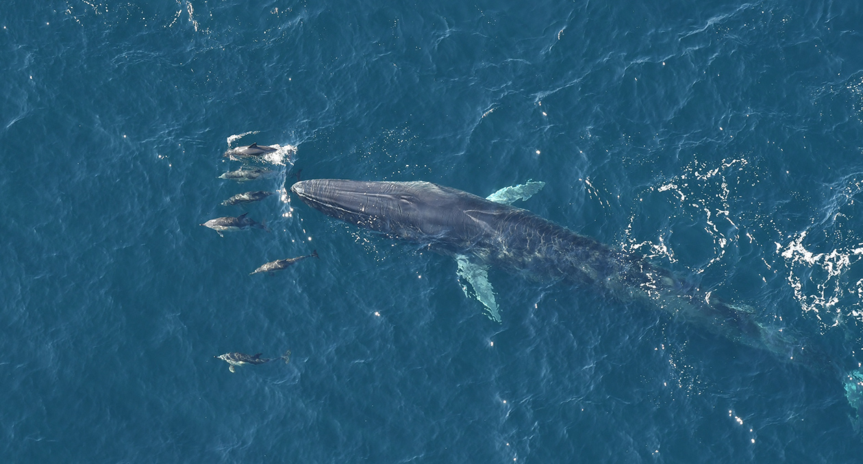 Advising and Partnering - New England Aquarium