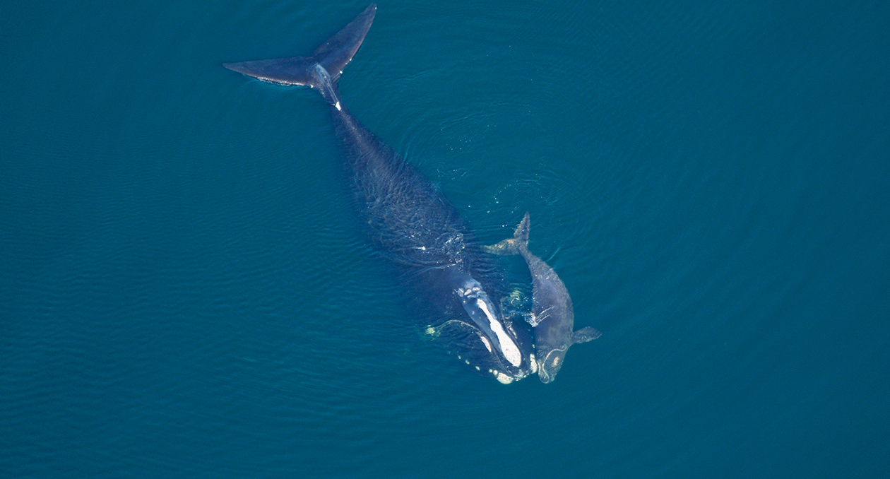 North Atlantic right whale mother and calf